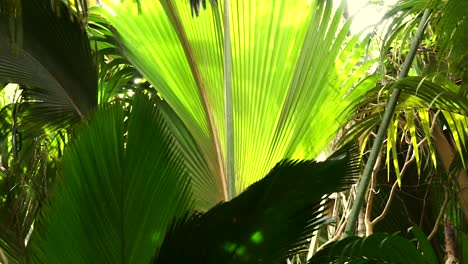 light falls through a gigantic palm leaf swaying in the wind in vallée de mai national park on praslin, an island in the seychelles