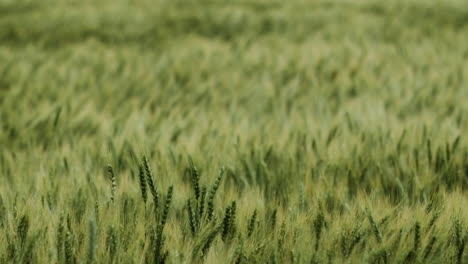 Landscape,-Kansas,-wheat,-field,-farm,-farming,-farmer,-country,-rural,-outdoors,-green,-summer,-grow,-growing,-plant,-planting,-seed,-harvest,-land,-grass,-slow-motion,-blowing