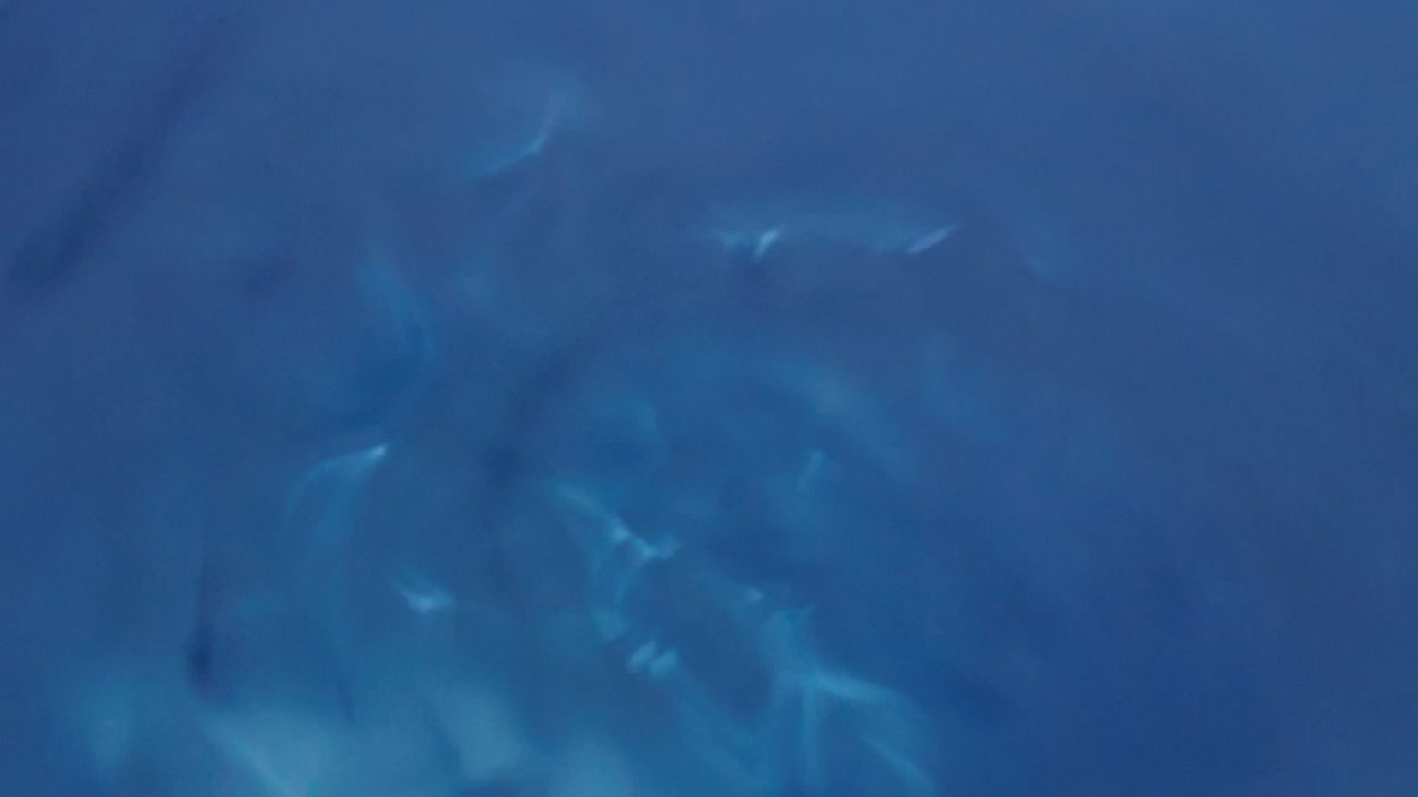 líneas de movimiento abstracto azul de fluido azul