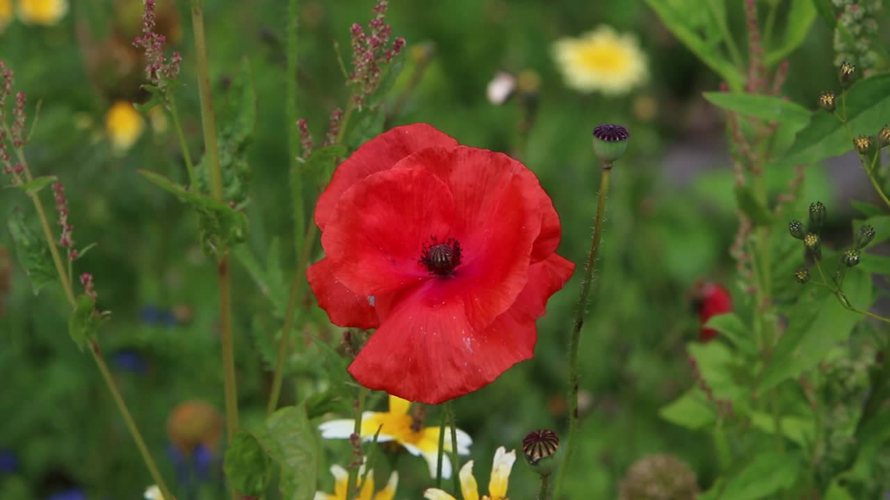 A Corn Poppy, Papaver rhoeas, growing in hedgerow