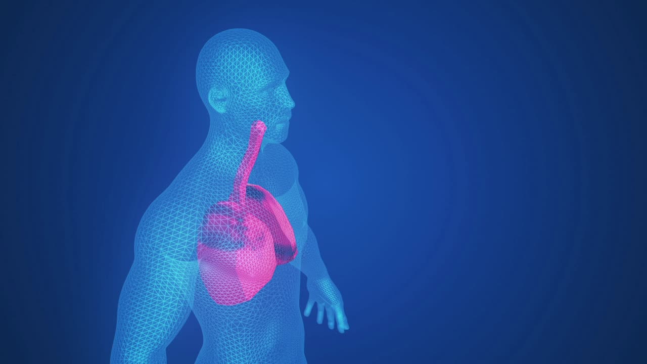 Anatomical Illustration of Lungs in Human Body Wireframe