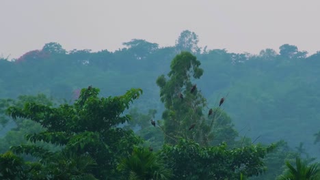 eagles sitting on tree branch in the amazon rainforest, static telephoto view