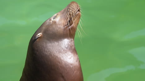 Entspannender-Seelöwe-Mit-Geschlossenen-Augen,-Der-Bei-Sonnenlicht-Seinen-Kopf-Herumbewegt-–-Grünes-Wasser-Im-Hintergrund-–-Robbe-Beim-Sonnenbaden-Im-Freien