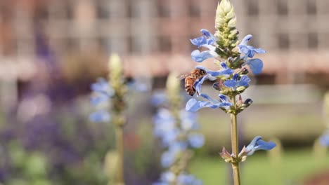 bee interacting with blue sage flowers