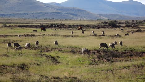 Cría-De-Ovejas-En-El-Gran-Karoo