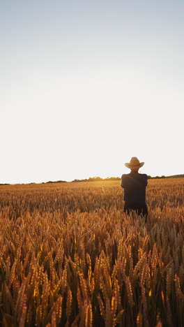 golden field at sunset. farmer walking on ripe wheat field in the evening on background of industrial pipes with smoke. vertical video