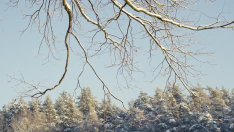 Schneebedeckte-Äste-Und-Wald-Bei-Schneefall,-Handheld-Ansicht