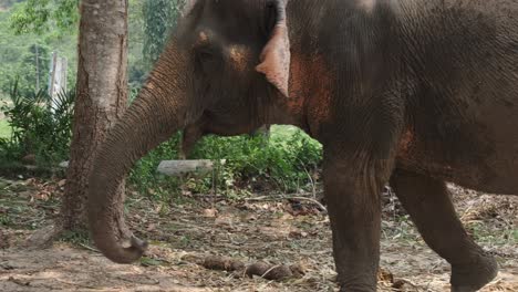 Indian-Elephant-with-a-metal-chain-around-leg,-in-an-Elephant-camp-in-Asia,-Thailand