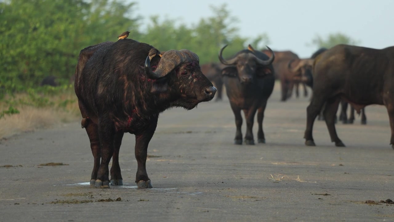 A Cape buffalo bull with bad injuries walks in the tar road while the rest of the herd crosses the road in the background on a misty morning, Kruger National Park South Africa.