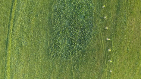 overhead rotating aerial 4k shot of a green field in dolní morava, czech republic with a line of young tree saplings next to an oval-shaped growth of bushes