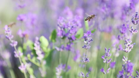 Abejas-Polinizando-Flores-De-Lavanda-En-Verano