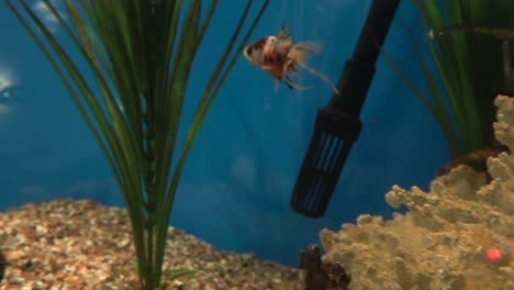 fish in an aquarium touching coral and swimming away