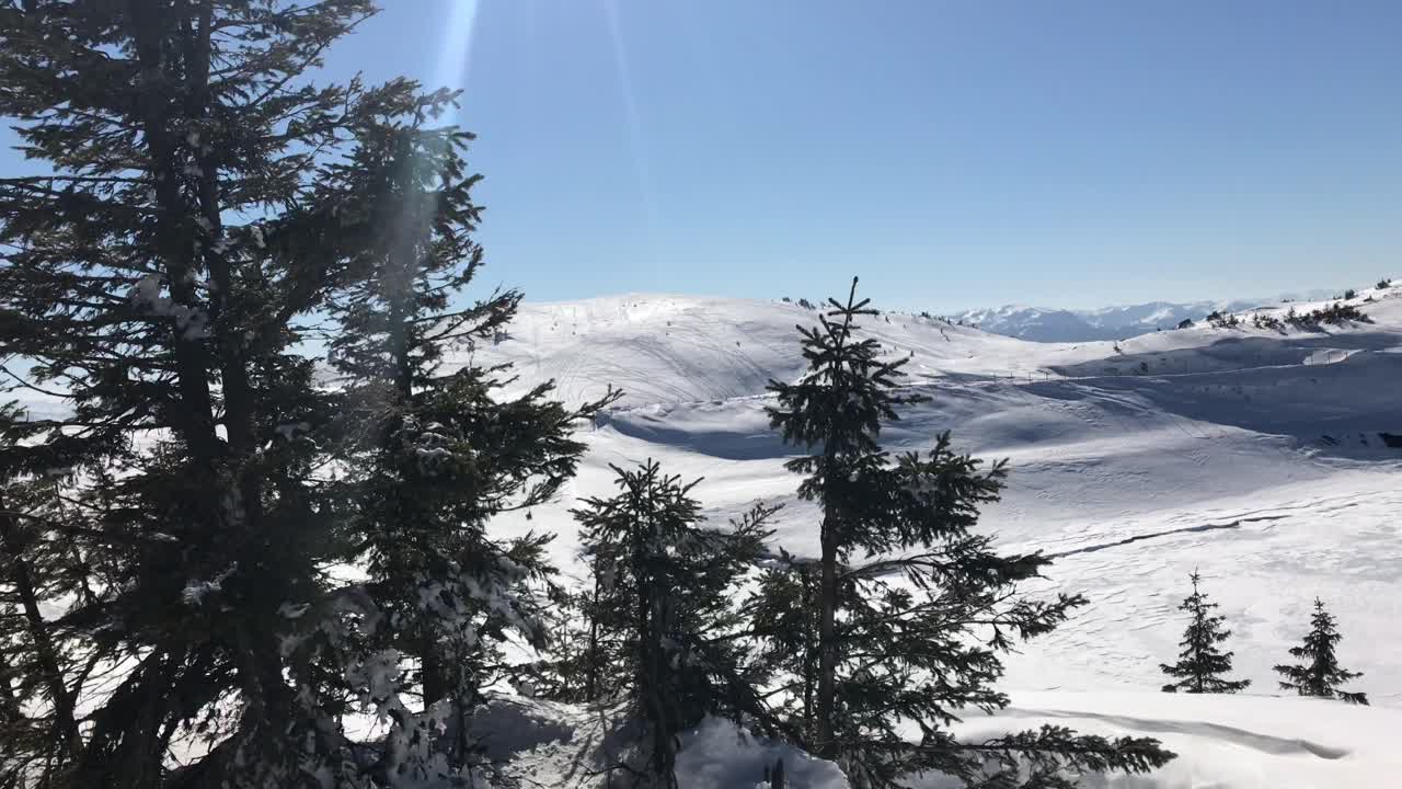 Scenic closeup of pine tress waggling on winter breeze on top of sunny and snowy mountain at  Bosnian Jahorina ski resort  in 4k
