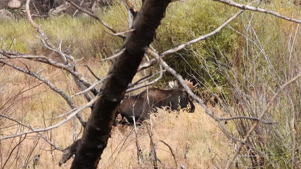 바람 부는 날 황소 수컷 무스가 풀밭에 서서 걷기 시작한다