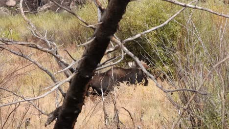 bull male moose stands in a meadow on a windy day then starts walking
