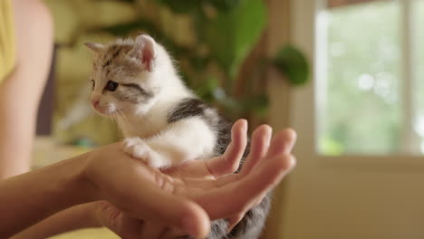 um gatinho fofo coloca a pata na mão da senhora, indeciso sobre o que fazer.