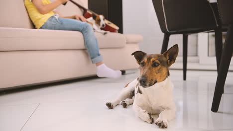 camera focuses on a dog lying on the floor, a blond boy sitting on the sofa caresses his other dog in the background