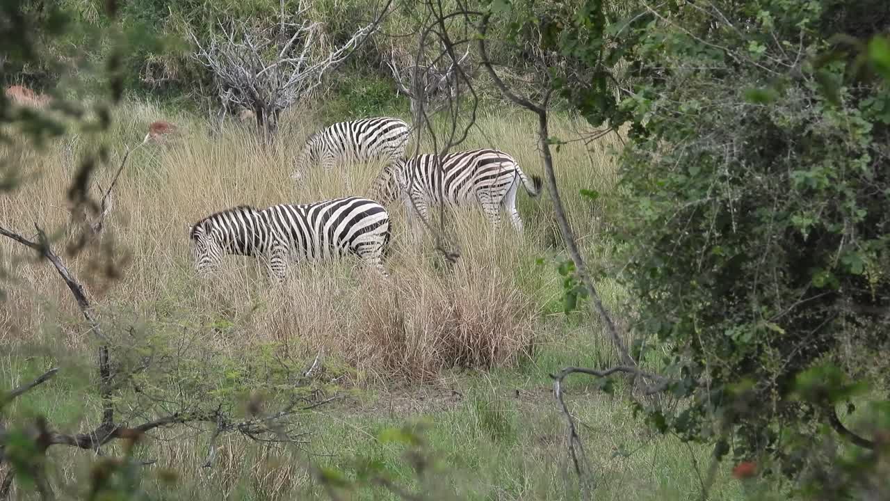 Mandria di zebre che pascolano nella savana, con la coda che si muove.