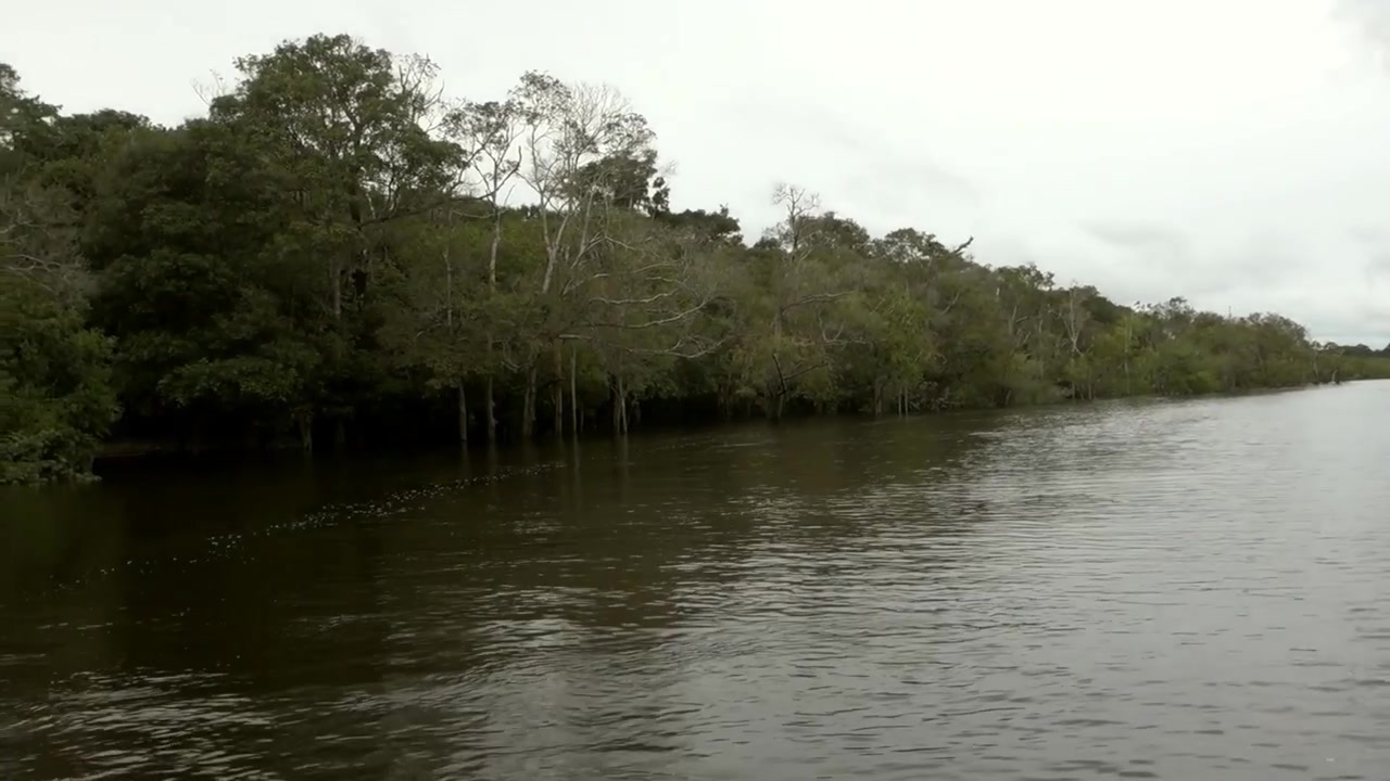 boat trip through wild river in Amazon rainforest. amazon basin. Amazonas, Brazil.