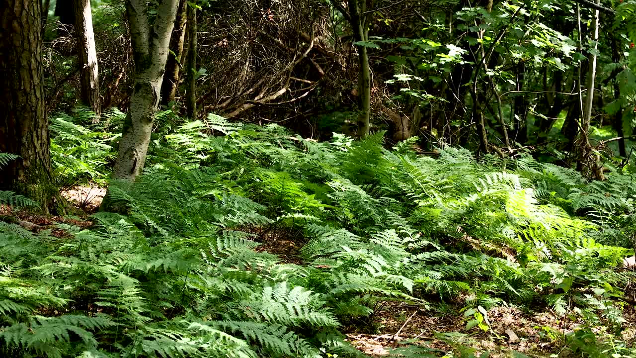에딘버러 숲의 울창한 초록색