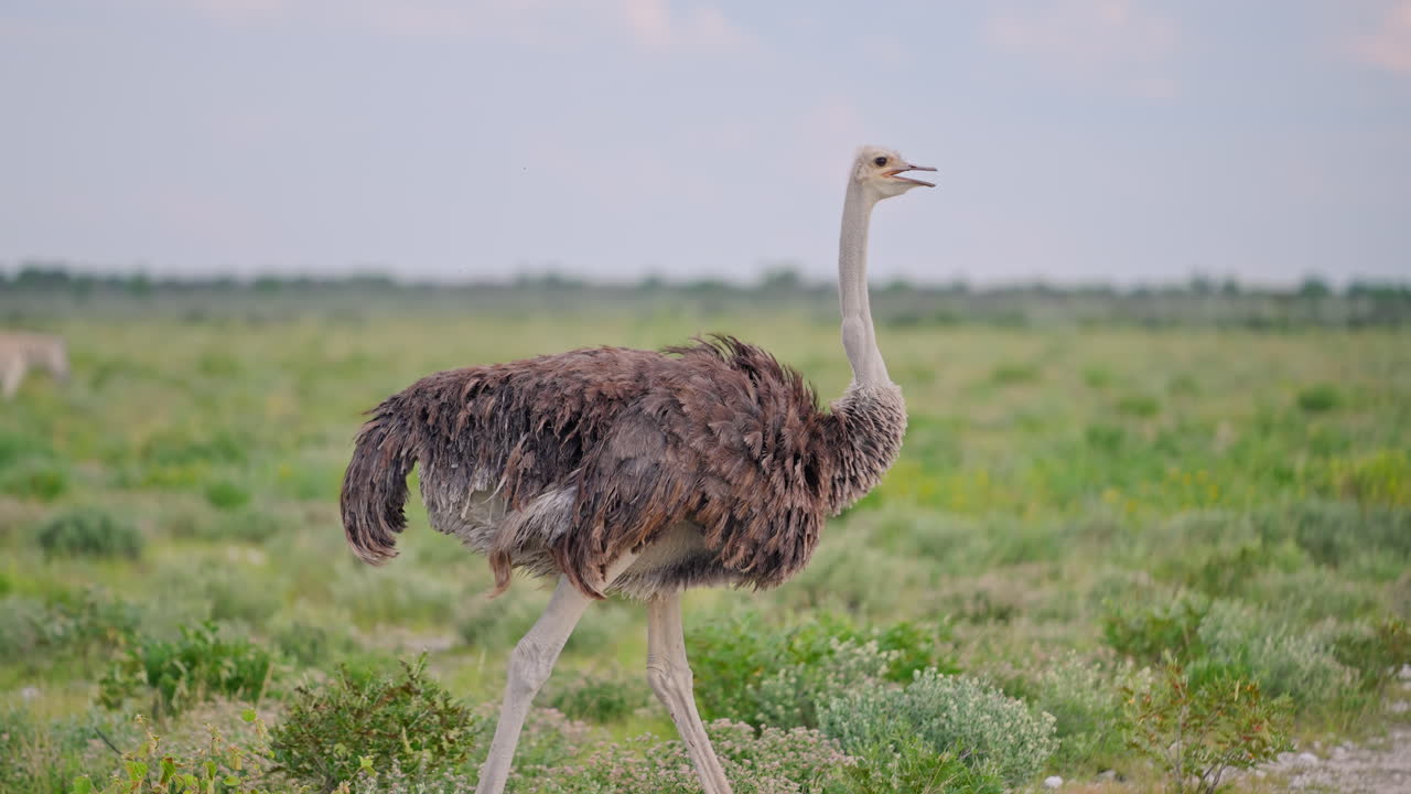 Ostrich in African Savanna