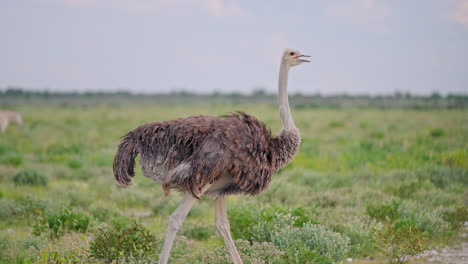 ostrich in african savanna