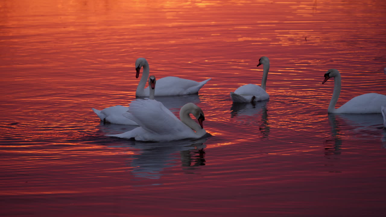 A slow-motion scene of swans performing a synchronized mating ritual in early spring.