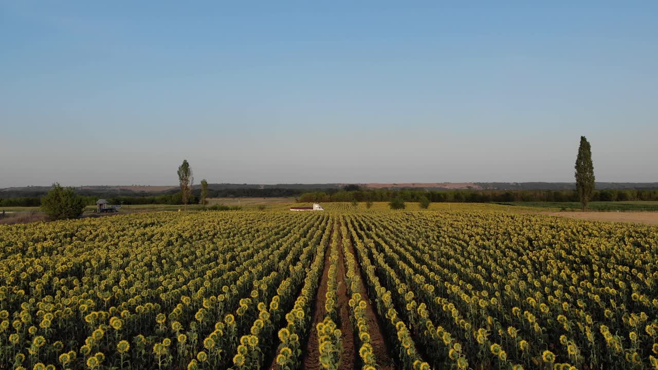 volando sobre el campo escénico de girasoles durante la puesta de sol - disparo de drones