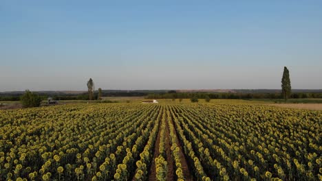 Während-Des-Sonnenuntergangs-über-Das-Malerische-Sonnenblumenfeld-Fliegen---Drohnenaufnahme