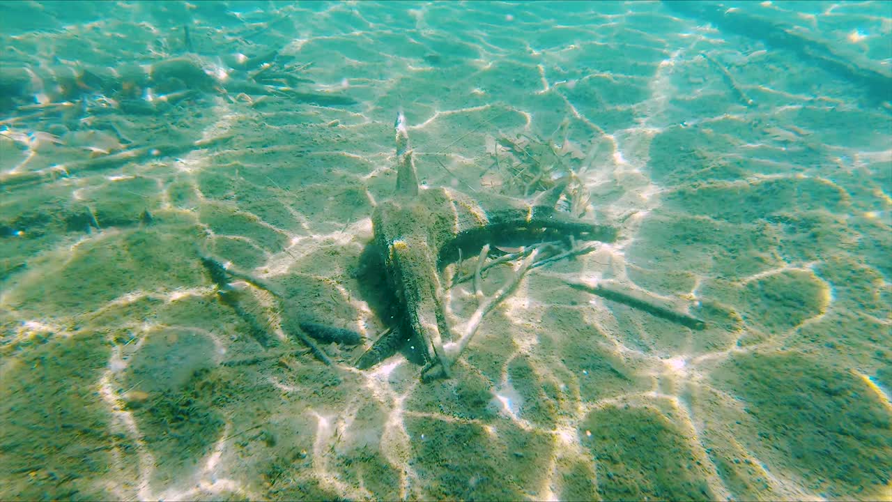 맑은 푸른 호수의 수중 통나무에서 햇빛이 모래 바닥에 아름다운 추상적인 움직이는 패턴을 만들고 넓은 돌리 아웃 포브를 만들 때 수영하십시오.