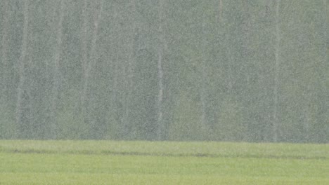 Snow-falling-over-green-spring-crop-fields