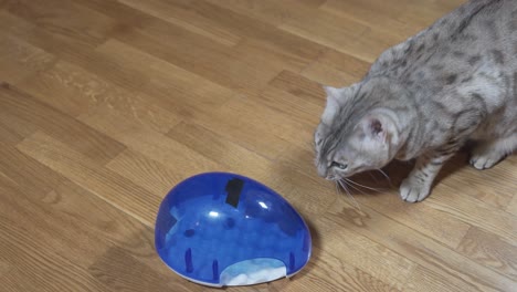 a silver spotted bengal cat playing with activity toy