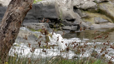 White-Australian-Egret-standing-on-rocks-in-a-fast-moving-river-water