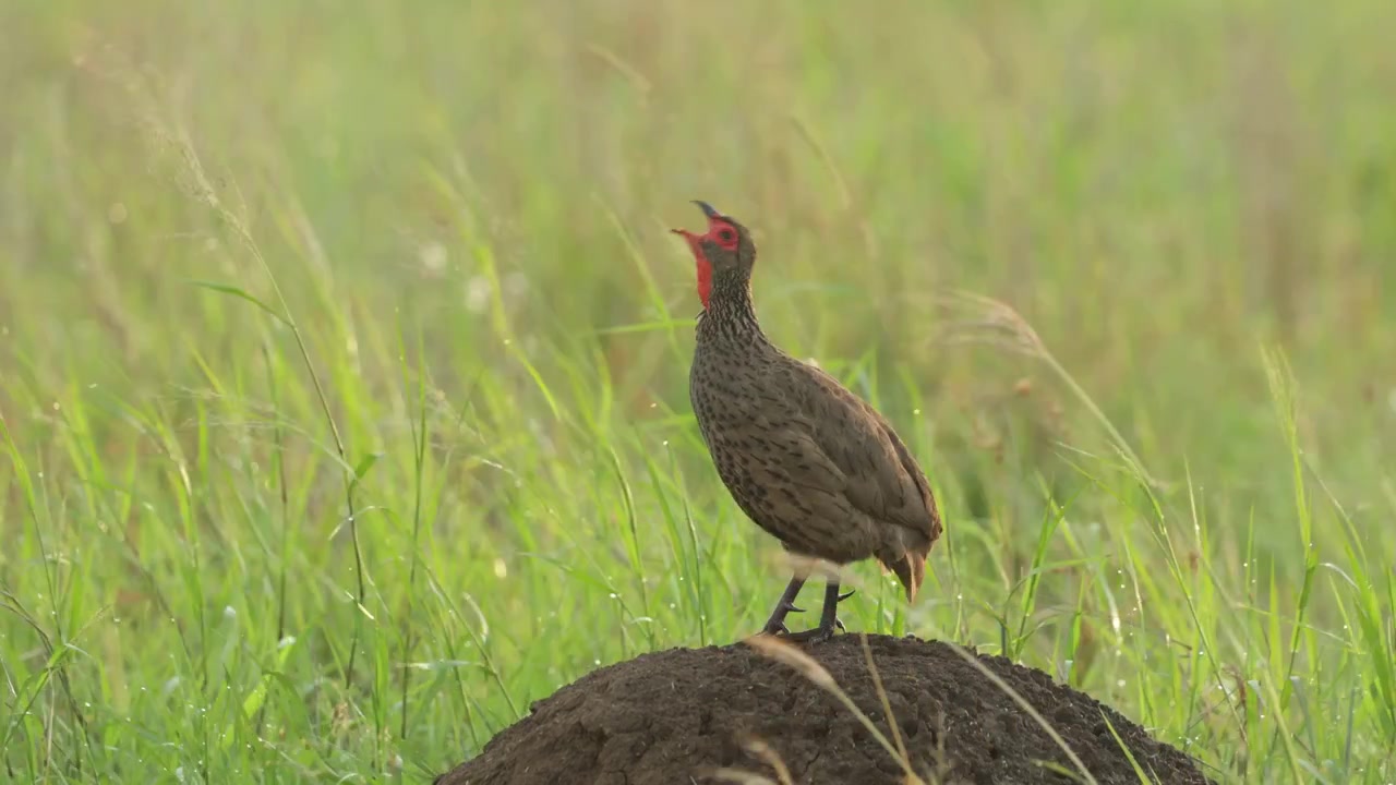 A Swainson's spurfowl standing on a termite mound in the green grassland and calling, Kruger National Park.