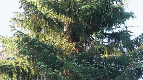 long eared owl in spruce tree standing tall in a beautiful sunny day - close up