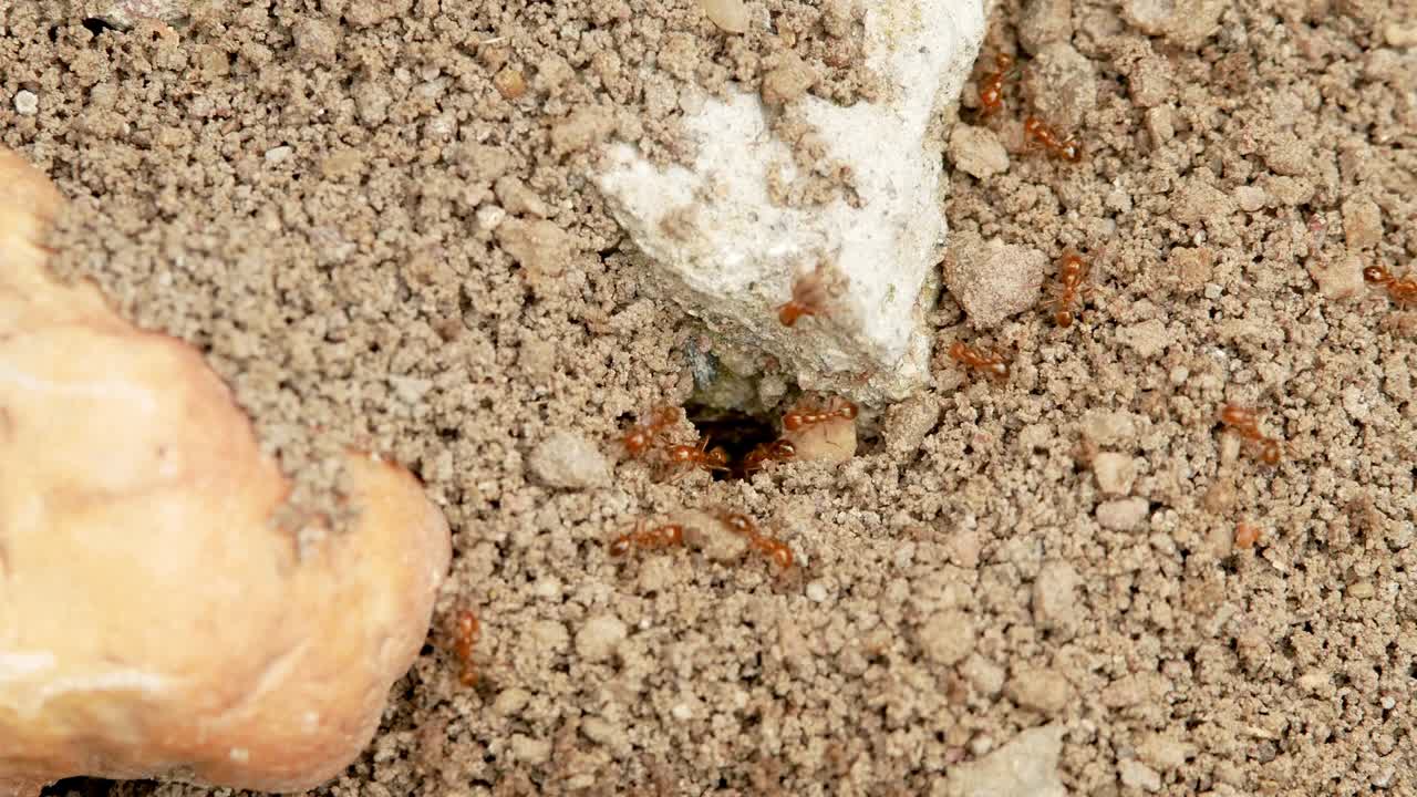 Nido di formiche rosse. Concetto di colonia di formiche nel mondo della vita degli insetti