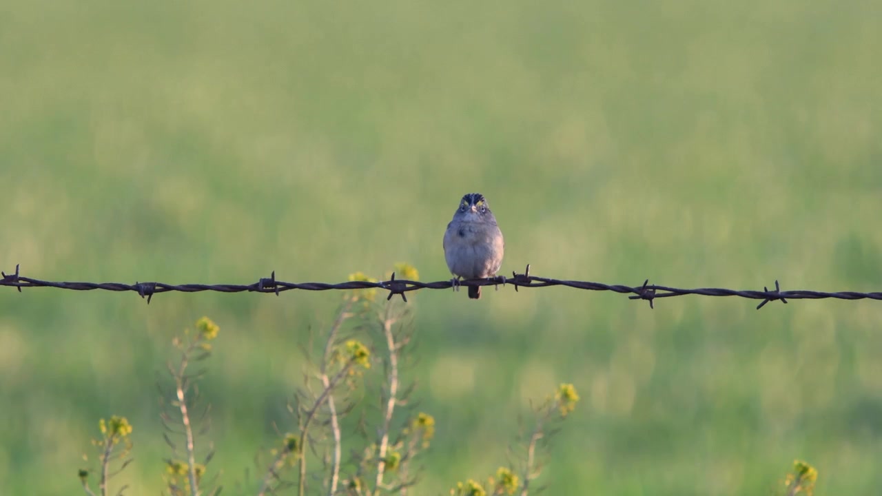 Græsmarkspurv (Ammodramus humeralis) sidder på pigtråd med en sløret sået mark i baggrunden