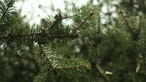 beautiful branch of a fir tree.