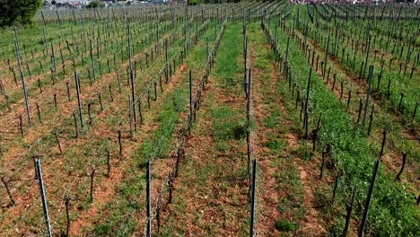 Aerial-shot-over-vineyards-on-hills,-beautiful-traditionnal-village-on-background-in-east-of-France