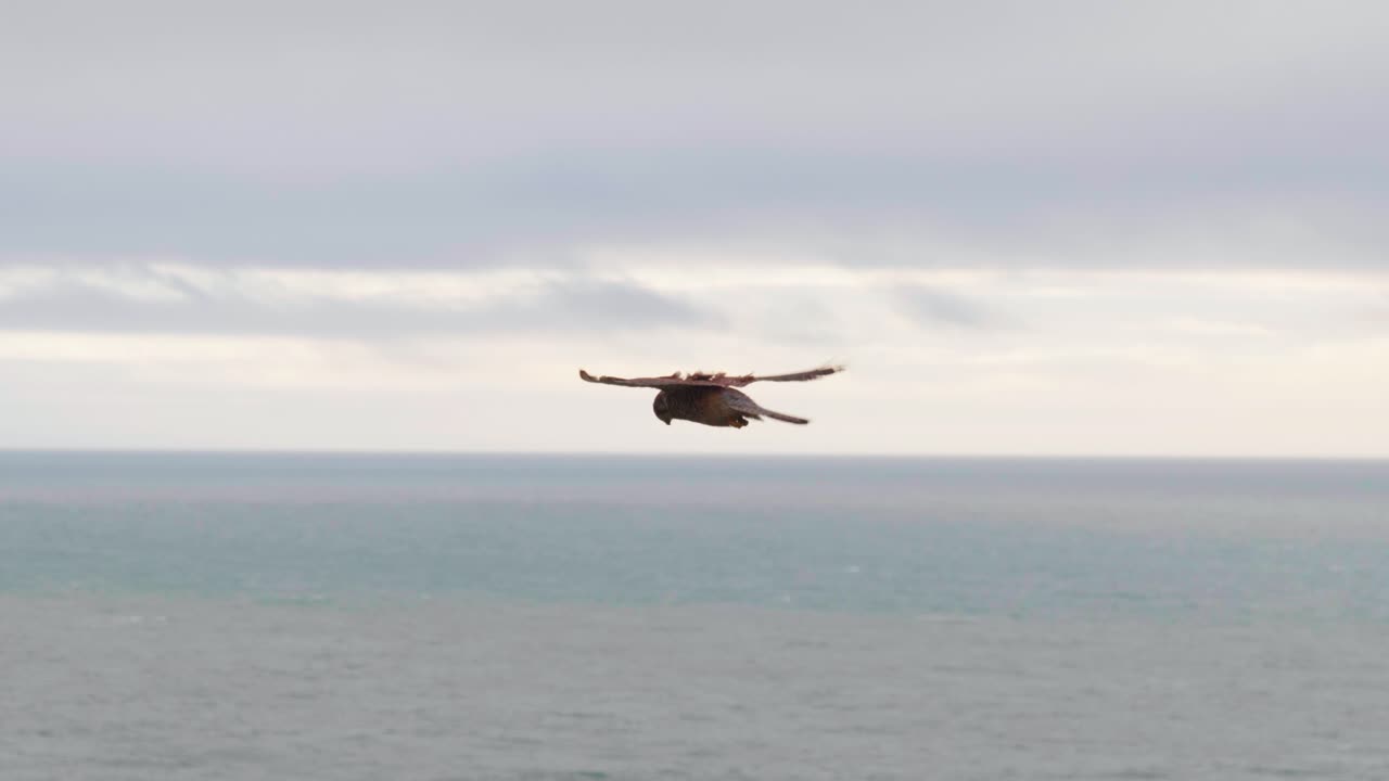 4K Cinematic slow motion wildlife shot of a kestrel falcon flying in the sky, looking for a prey to catch.