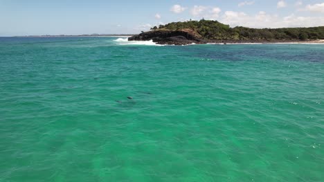 coral sea with common bottlenose dolphin pod swimming. fingal headland in background. nsw, australia. drone pullback shot
