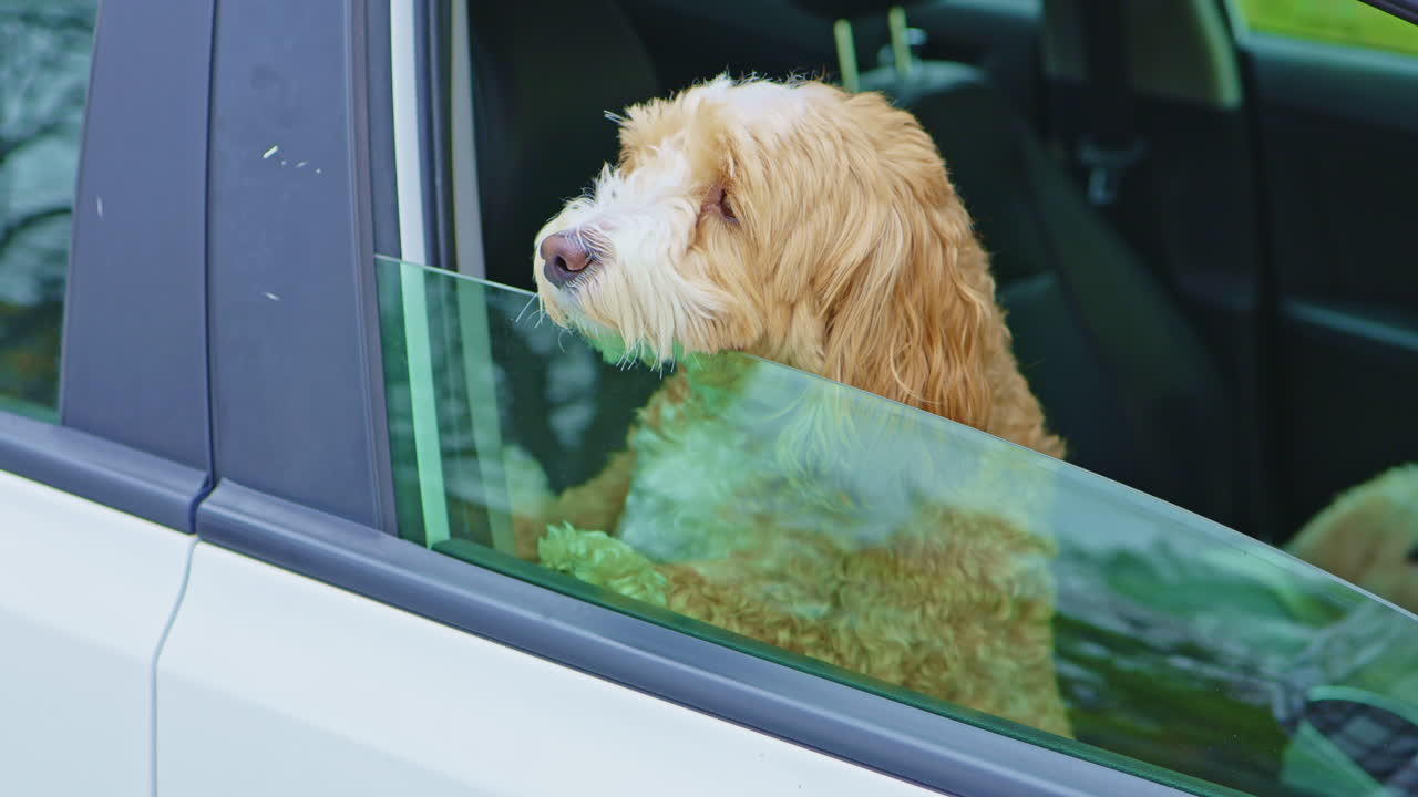 Güneşli bir günde, yeşil bir çimlikte park halindeyken araba penceresinden dışarı bakan oyuncak kaniş ve Havanese kırması