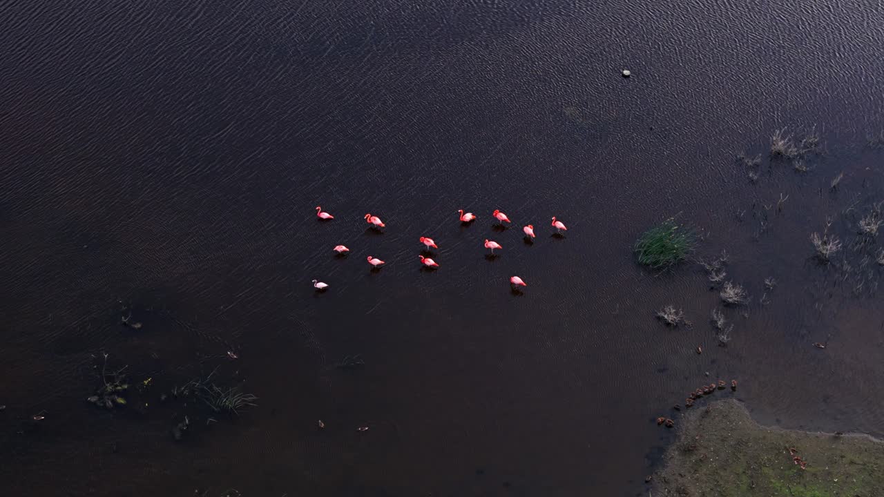화려한 분홍색  플라밍고는 어두운 진과 평평한 물, 공중 도에서 먹이를 먹습니다.