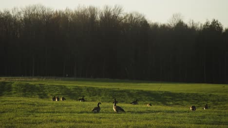 flock of canadian geese in beautiful green pasture during spring mating hunting season 4k 60p