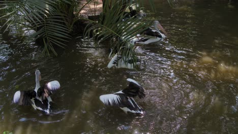 una bandada de pelícanos australianos flota en un estanque