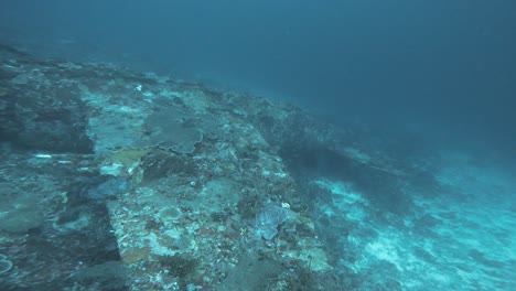 an underwater shot of the sunken republic p-47 thunderbolt from world war ii sunken in raja ampat, indonesia