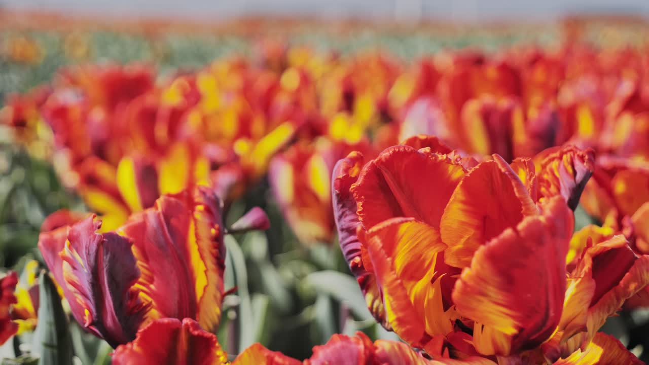 Ripresa a mano di tulipani pappagallo rossi e arancioni arruffati che ondeggiano in un campo olandese ventoso.