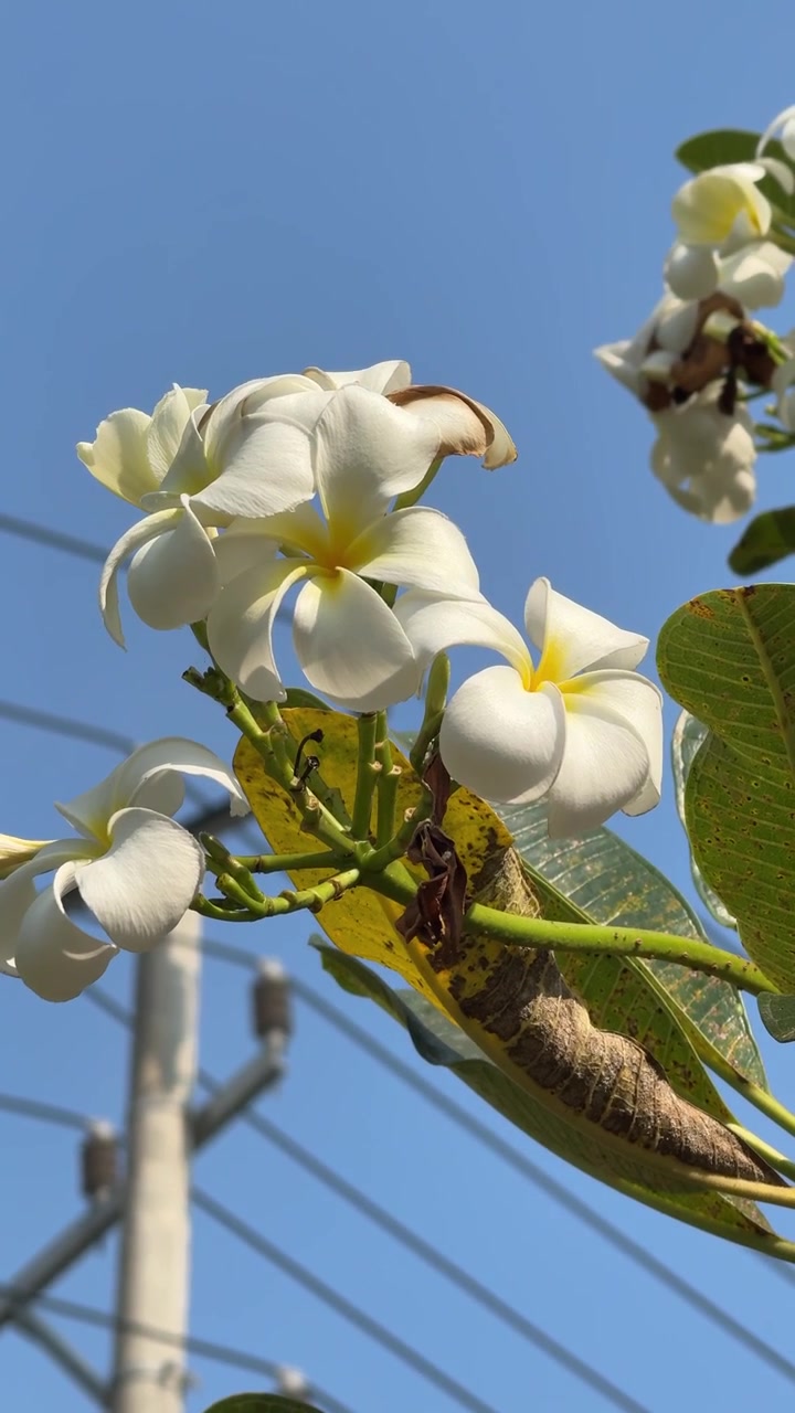 Fiori di plumeria bianchi che sbocciano contro un cielo azzurro limpido
