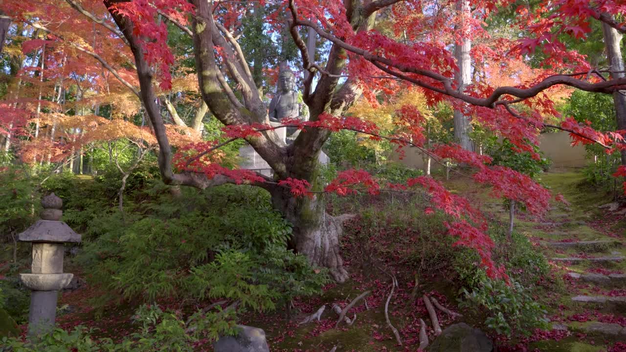 dolly cinematográfico hacia la estatua de buda flanqueada por vibrantes colores de otoño