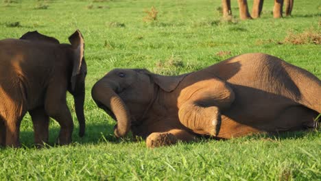 un joven elefante africano intenta ponerse de pie pero falla repetidamente